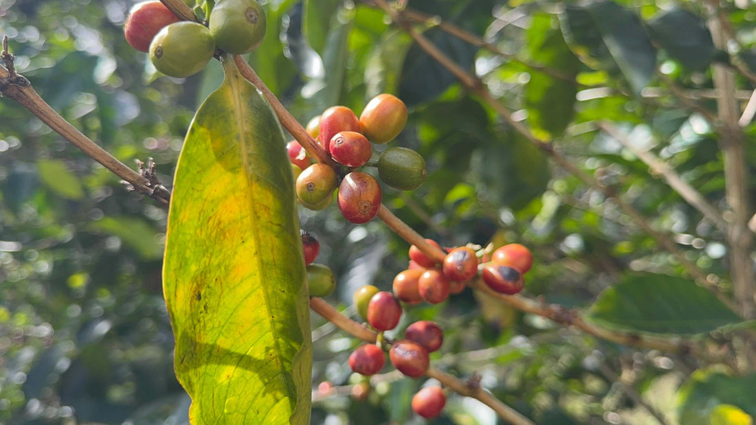 panama geisha coffee beans can be purchased in Pulpa Specialty Coffee in El Cangrejo Panama